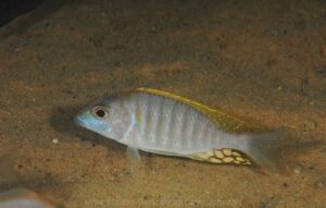 Lethrinops sp. 'longimanus likoma' Masimbwe Island'longimanus likoma' Masimbwe Island - Galerie Lethrinops sp. 'longimanus likoma'