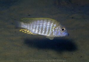 Lethrinops sp. 'longimanus likoma' Mbako Point