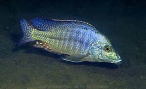 Lethrinops sp. 'longipinnis ntekete'