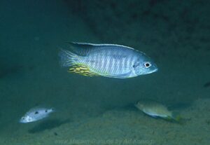 Lethrinops sp. 'marginatus liuli'
