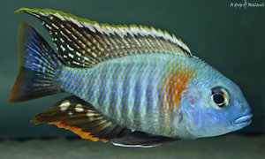 Lethrinops sp. 'mbasi'