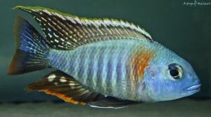 Lethrinops sp. 'mbasi'