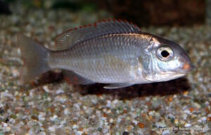 Lethrinops sp. 'mbasi'