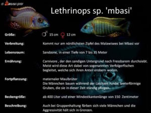 Lethrinops sp. 'mbasi'