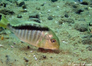 Lethrinops sp. 'mbenji roundhead' Ababi Island
