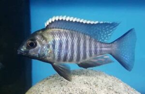 Lethrinops sp. 'micrentodon makokola' Makokola Reef'micrentodon makokola' Makokola Reef Lethrinops sp. 'micrentodon makokola' Makokola Reef