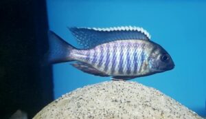 Lethrinops sp. 'micrentodon makokola' Makokola Reef'micrentodon makokola' Makokola Reef Lethrinops sp. 'micrentodon makokola' Makokola Reef