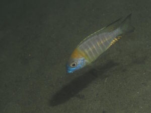 Lethrinops sp. 'nyassae'