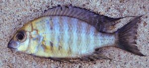 Lethrinops sp. 'oliveri' South East Arm