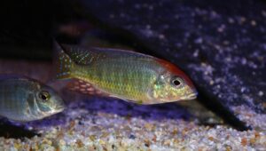 Lethrinops sp. 'red cap' Chewere