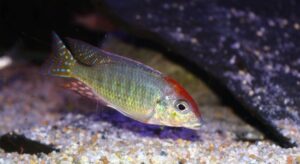 Lethrinops sp. 'red cap'