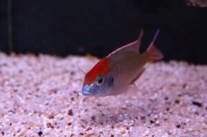 Lethrinops sp. 'red cap' Chewere