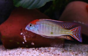 Lethrinops sp. 'red cap' Chewere