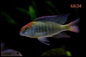 Lethrinops sp. 'red cap' Itungi