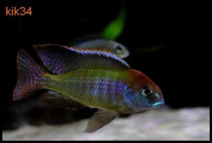 Lethrinops sp. 'red cap' Itungi