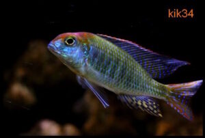 Lethrinops sp. 'red cap' Itungi