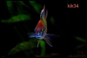 Lethrinops sp. 'red cap' Itungi