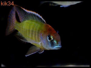 Lethrinops sp. 'red cap' Itungi