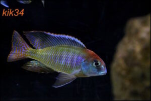 Lethrinops sp. 'red cap' Itungi