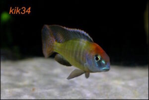 Lethrinops sp. 'red cap' Itungi