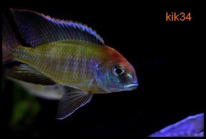 Lethrinops sp. 'red cap' Itungi