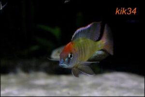 Lethrinops sp. 'red cap' Itungi