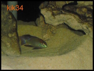Lethrinops sp. 'red cap' Itungi