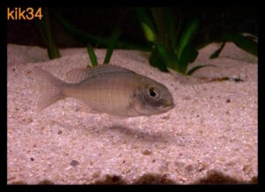 Lethrinops sp. 'red cap' Itungi