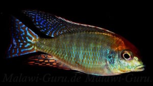 Lethrinops sp. 'red cap' Mdoka