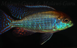 Lethrinops sp. 'red cap' Mdoka