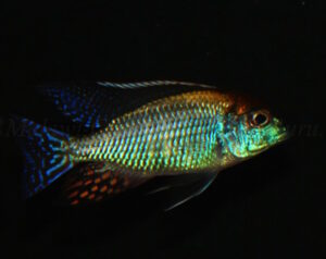 Lethrinops sp. 'red cap' Mdoka