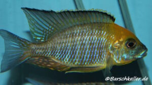 Lethrinops sp. 'yellow collar' Harbour Island