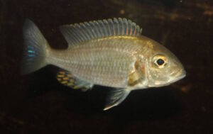 Lethrinops sp. 'yellow collar' Harbour Island