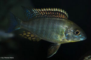 Lethrinops sp. 'yellow collar' Harbour Island