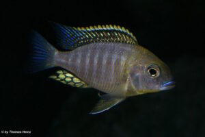 Lethrinops sp. 'yellow collar' Harbour Island