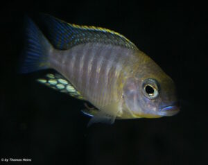 Lethrinops sp. 'yellow collar' Harbour Island