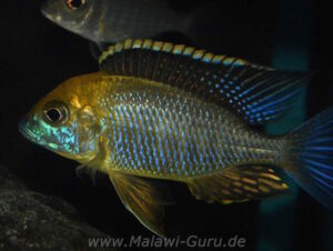 Lethrinops sp. 'yellow collar'