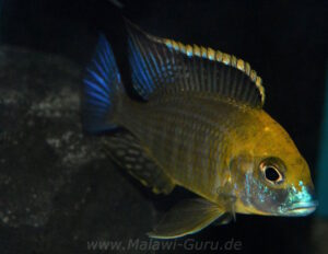 Lethrinops sp. 'yellow collar' Harbour Island