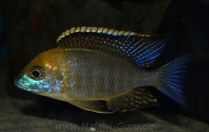 Lethrinops sp. 'yellow collar' Harbour Island