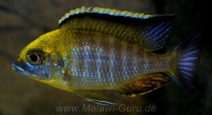 Lethrinops sp. 'yellow collar' Liwani