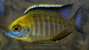 Lethrinops sp. 'yellow collar' Liwani