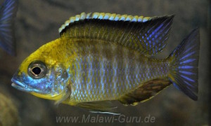 Lethrinops sp. 'yellow collar'