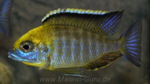 Lethrinops sp. 'yellow collar'