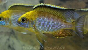 Lethrinops sp. 'yellow collar'
