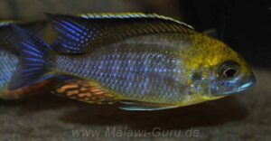 Lethrinops sp. 'yellow collar' Liwani