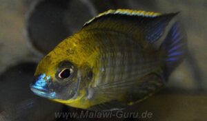 Lethrinops sp. 'yellow collar' Liwani
