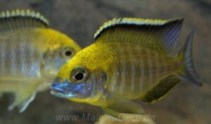 Lethrinops sp. 'yellow collar' Liwani