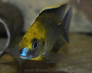 Lethrinops sp. 'yellow collar' Liwani