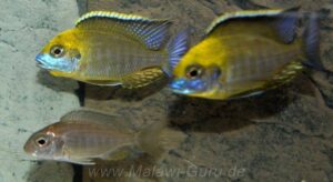 Lethrinops sp. 'yellow collar' Liwani