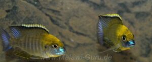 Lethrinops sp. 'yellow collar' Liwani